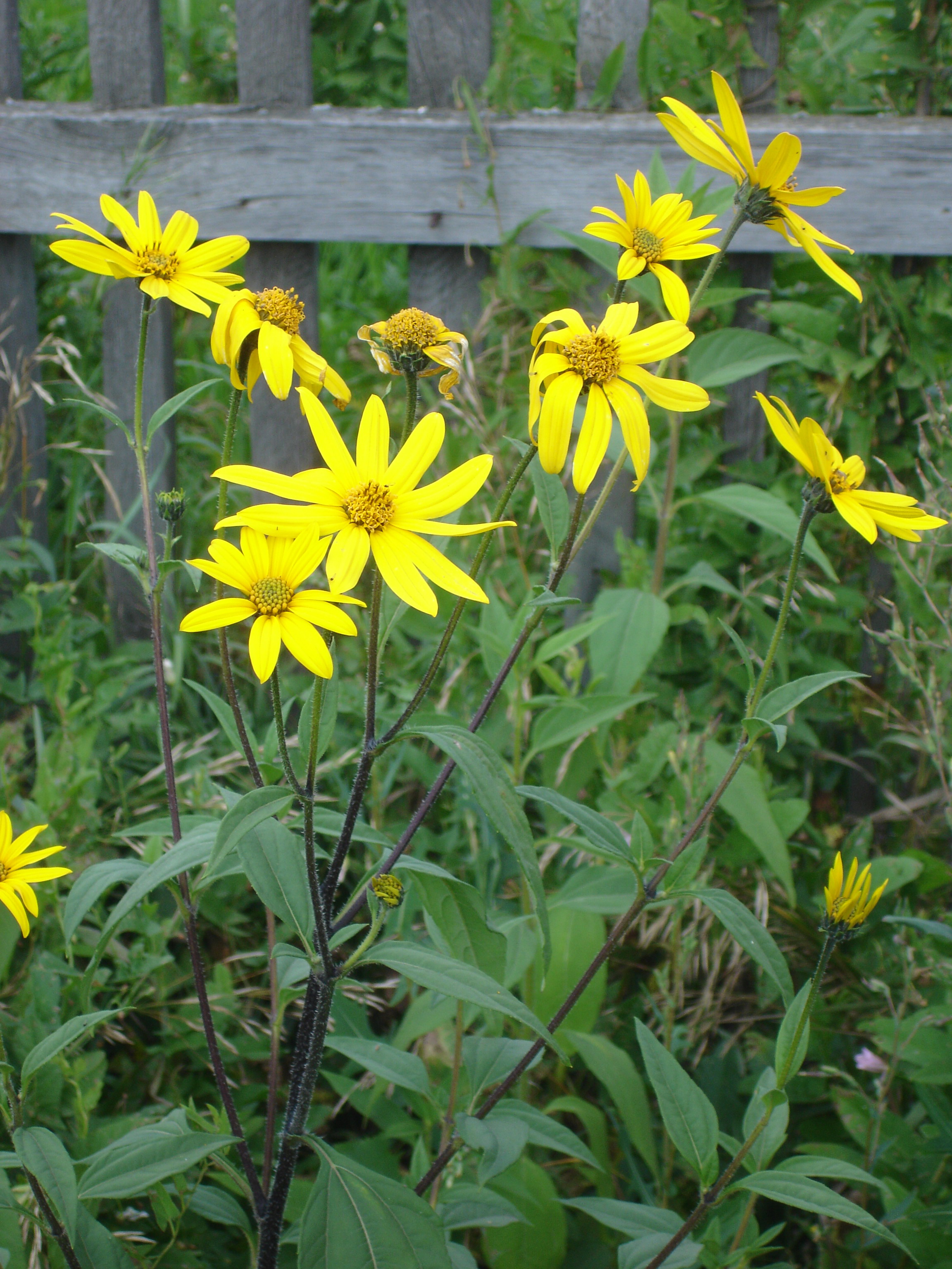 Топинамбур